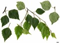SpeciesSub: subsp. szechuanica